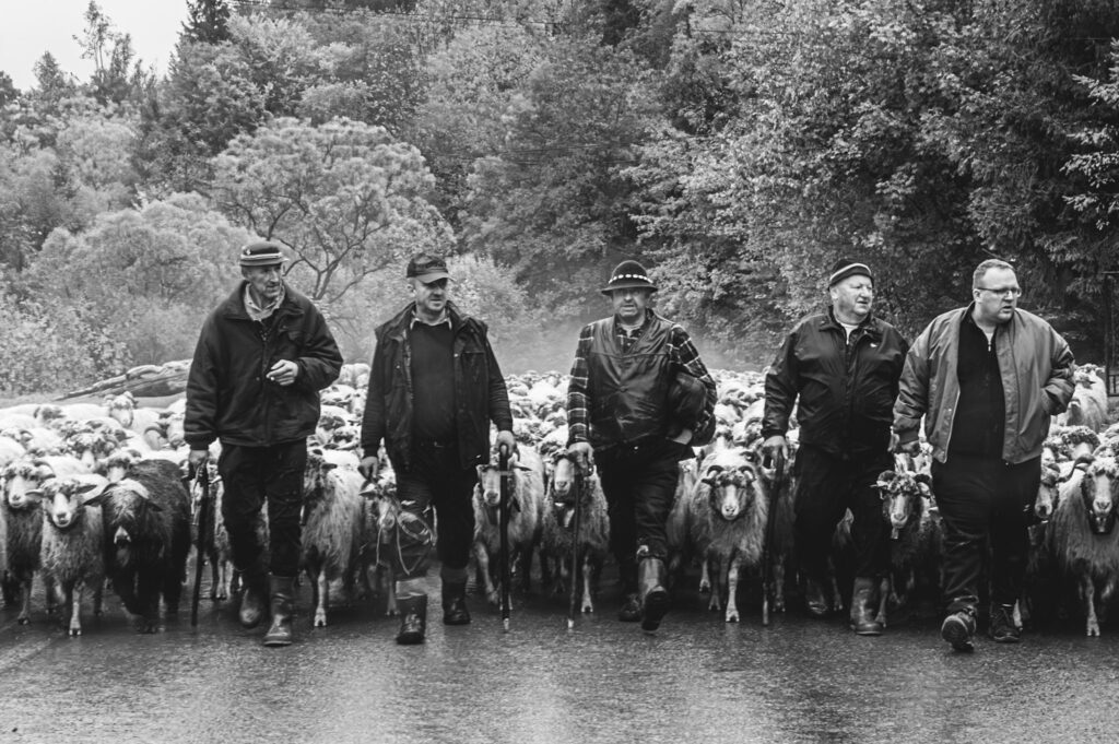 Redyk w Szczawnicy – przejście stada owiec przez drogę