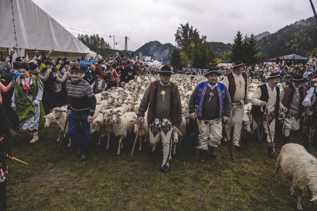 Tłum obserwujący przejście owiec podczas Redyku
